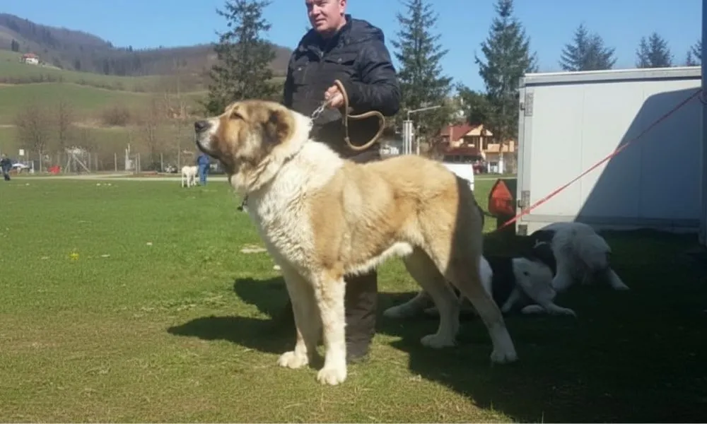 (52) Pastor de Asia Central (Ovcharka de Asia Central). Todo sobre este espectacular perro. 2 vinculo de Alabai