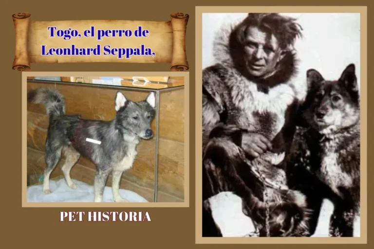 (52) El Perro Togo, su valentía logro una travesía épica en 1925 llevando el suero a Nome, Alaska. 17