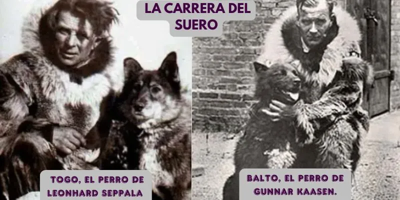  El Perro Togo y el perro balto