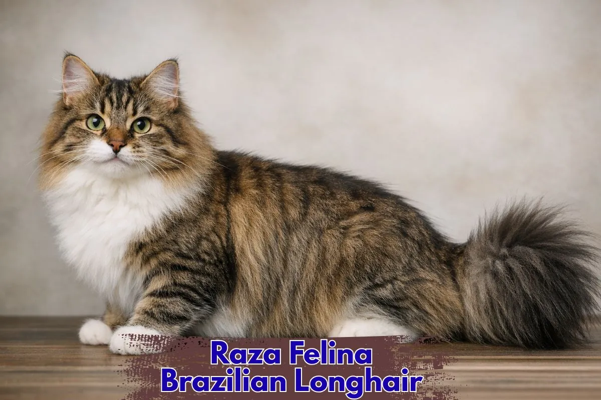 (53) El Gato Brazilian Longhair, Único Gato Pelo Largo Brasileño 1