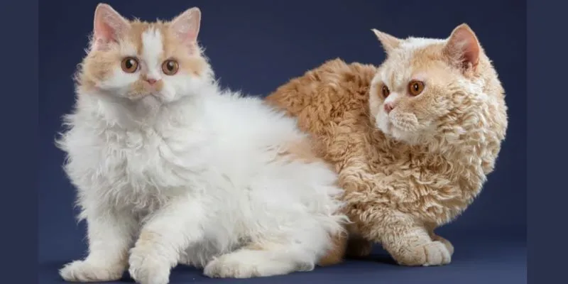 El gato selkirk rex pelo largo y pelo corto