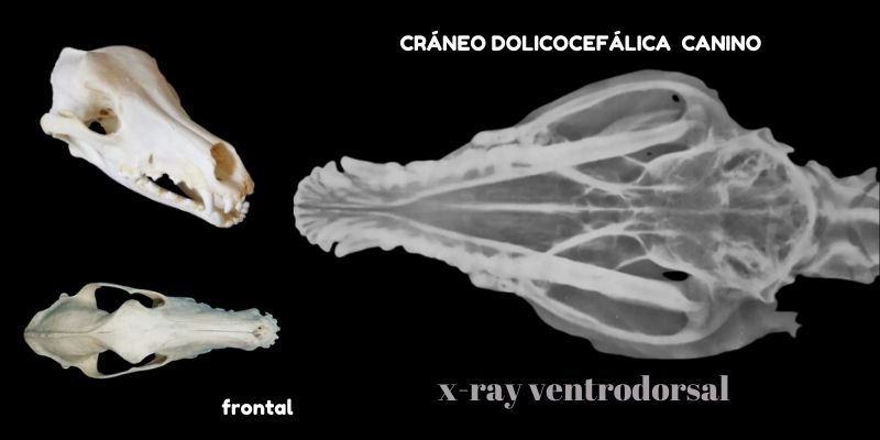 (47) Tipos de Hocicos en perros - Desafíos Notables en su Salud 9