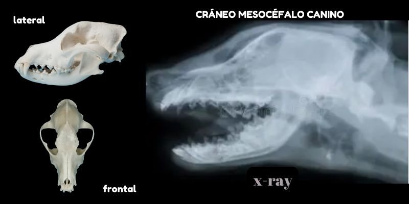 (47) Tipos de Hocicos en perros - Desafíos Notables en su Salud 7 hocico mesocéfalo canino