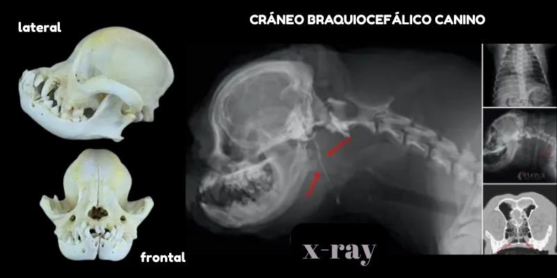 (47) Tipos de Hocicos en perros - Desafíos Notables en su Salud 5 Cráneo braquiocefálico canino (estructura ósea y x-ray)