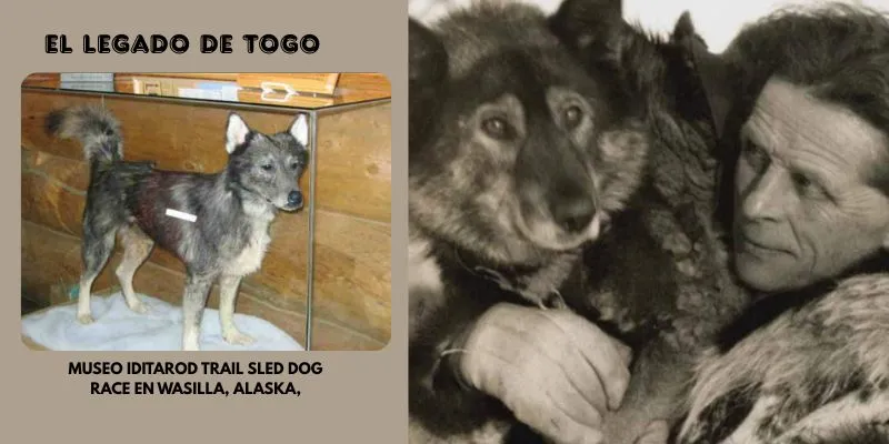  El Perro Togo