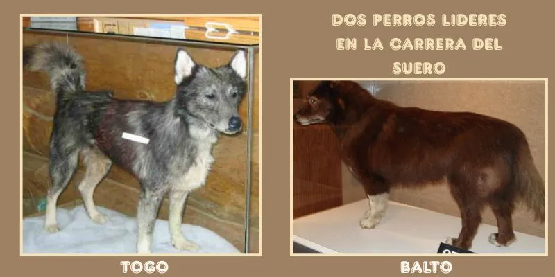 el legado del Perro Togo y el perro balto
