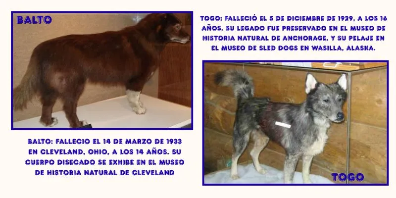 (52) La Carrera del Suero: Togo y Balto, dos Valientes héroes en relevos 6 el legado de Togo y balto
