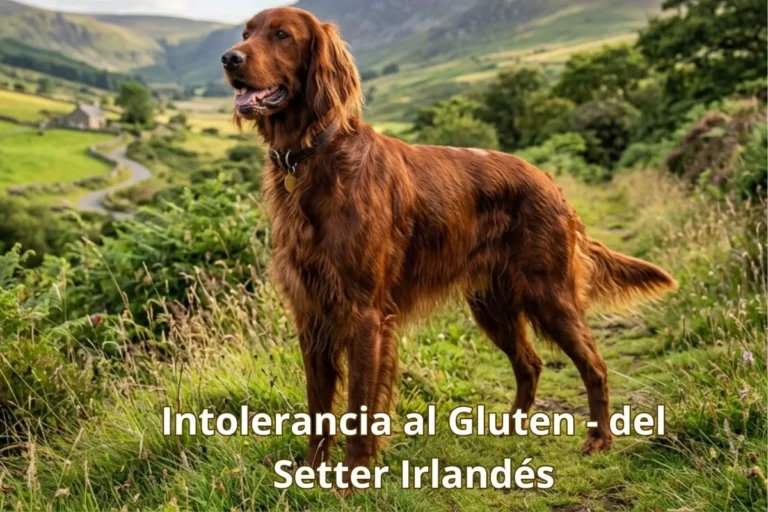(56) Intolerancia al gluten en perros – Reportada en razas como Setter Irlandés. 24