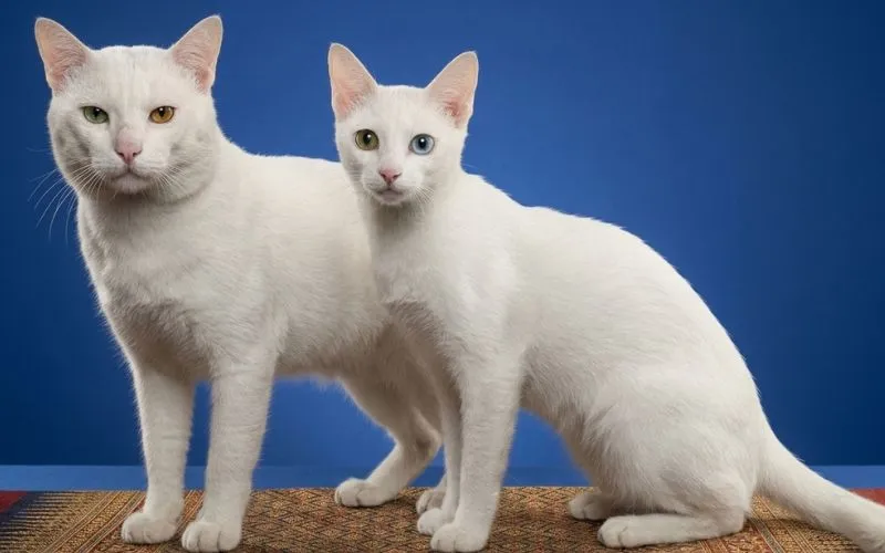 vida reproductiva del gato Khao Manee