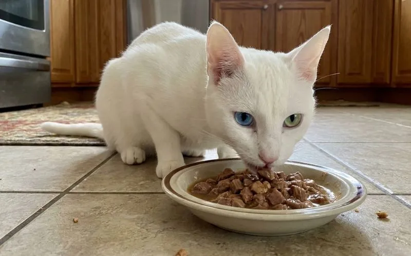 la alimentación saludable del El gato Khao Manee