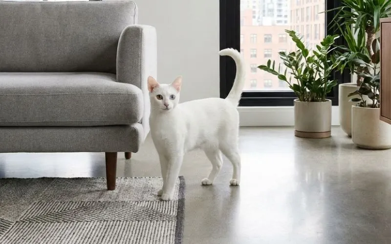 todo sobre El gato Khao Manee