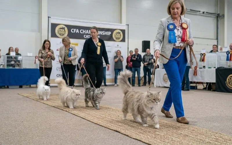 (57) Todo sobre el Gato RagaMuffin: Características, carácter y cuidados básicos 3