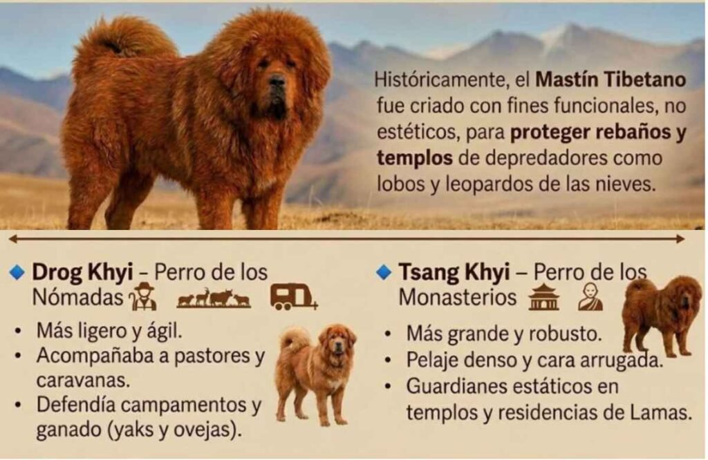 origen del El Mastín Tibetano