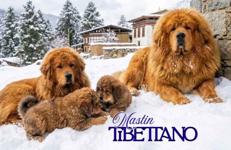 (58) El Mastín Tibetano: El sensacional guardián del Himalaya que parece un león 8