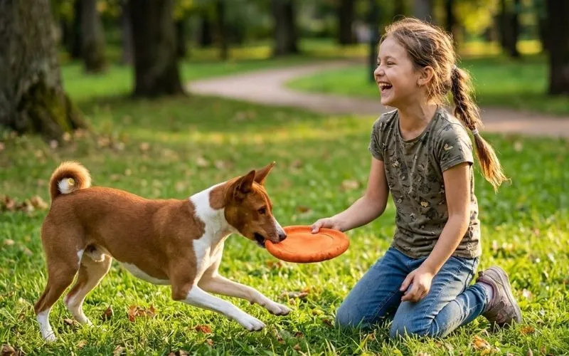 basenji (2)