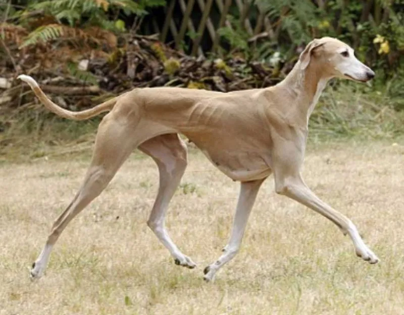 (61) El Perro Azawakh: El increíble Lebrel de los Pueblos Libres 4