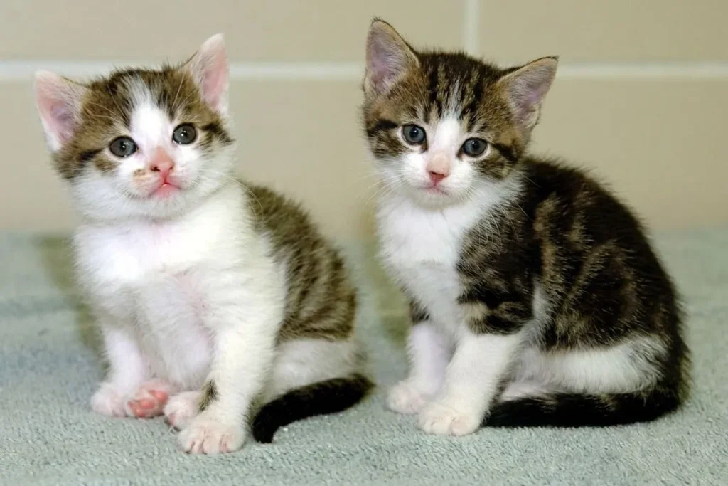 (61) Primer Gato Clonado: La Historia de Little Nicky que conmociono al Mundo 2 Primer Gato Clonado