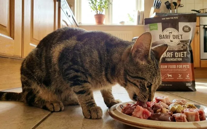 gato sokoke (1)