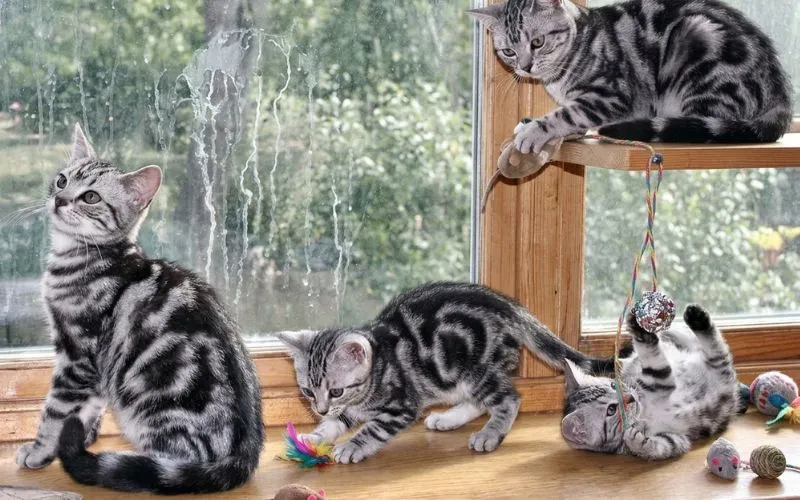 gato sokoke (3)