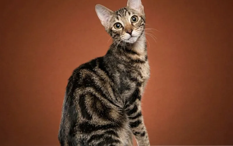 (59) Gato Sokoke: Todo Sobre Esta Raza Natural y Fascinante del mundo 2