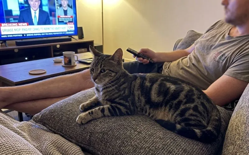 gato sokoke (7)