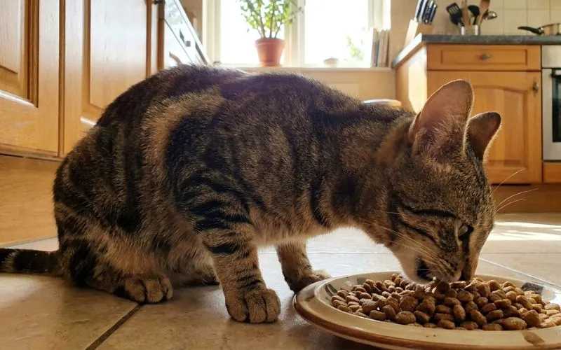 (59) Gato Sokoke: Todo Sobre Esta Raza Natural y Fascinante del mundo 3 Gato Sokoke