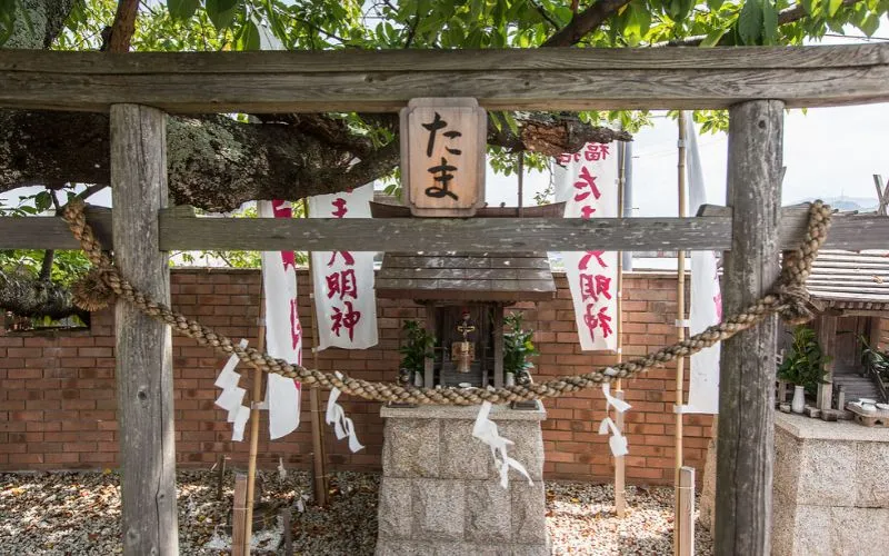 (59) La historia de Tama. La Gata que salvo la línea ferroviaria Kishigawa 5 los restos del la gata tama