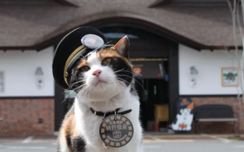 (59) La historia de Tama. La Gata que salvo la línea ferroviaria Kishigawa 6 tama