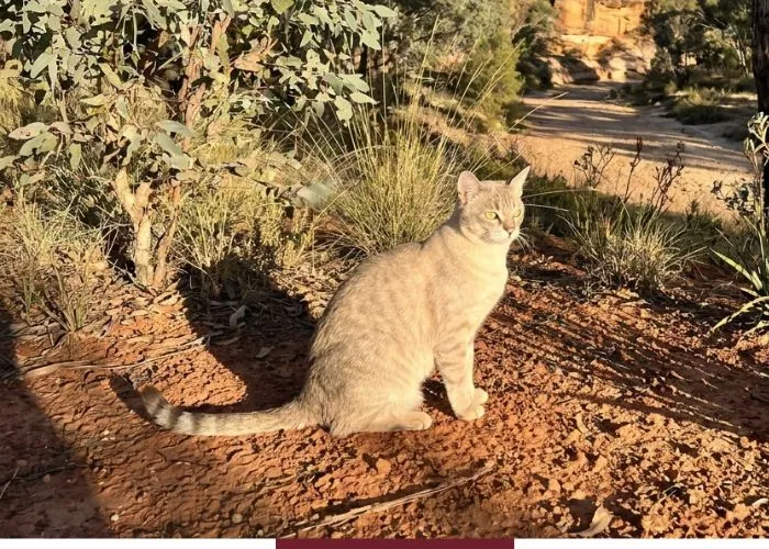 gato  Australian Mist
