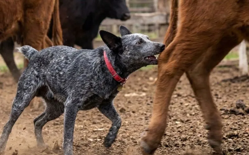 Australian Stumpy Tail Cattle Dog (2)