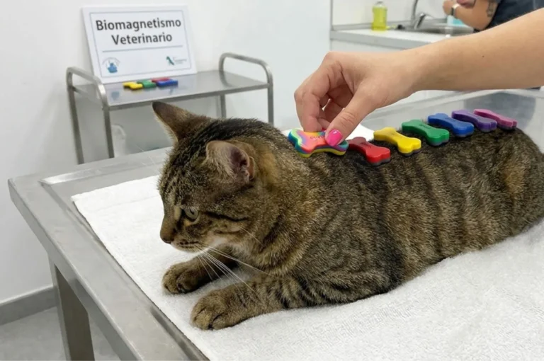 (66) Biomagnetismo veterinario y equilibrio bioenergético: la mirada de quienes lo practican 18