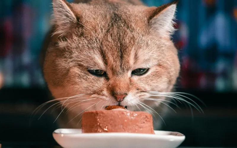 (65) Enfermedad Inflamatoria Intestinal Felina vs. Linfoma Alimentario de Bajo Grado: El Reto Diagnóstico que Todo Clínico de Felinos Debe Dominar 6