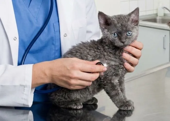 (66) Tasman Manx (Manx de Tasmania) Todo sobre este fenomenal gato 10