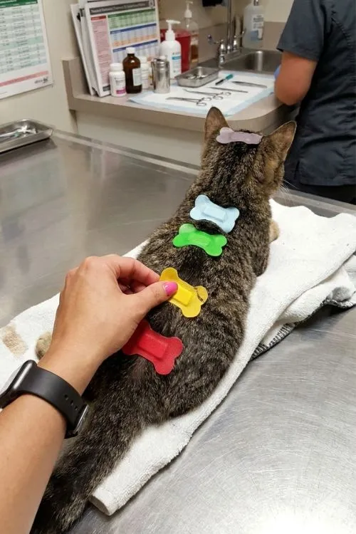 Biomagnetismo veterinario
