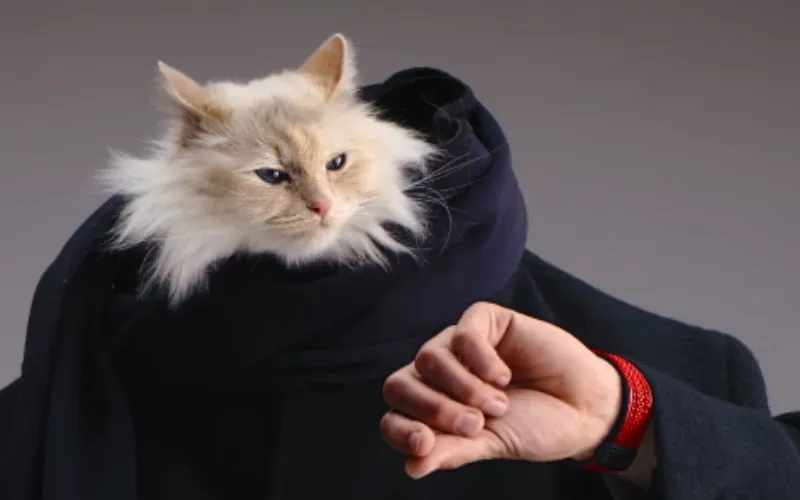(62) Choupette – La Formidable gata de Karl Lagerfeld 9