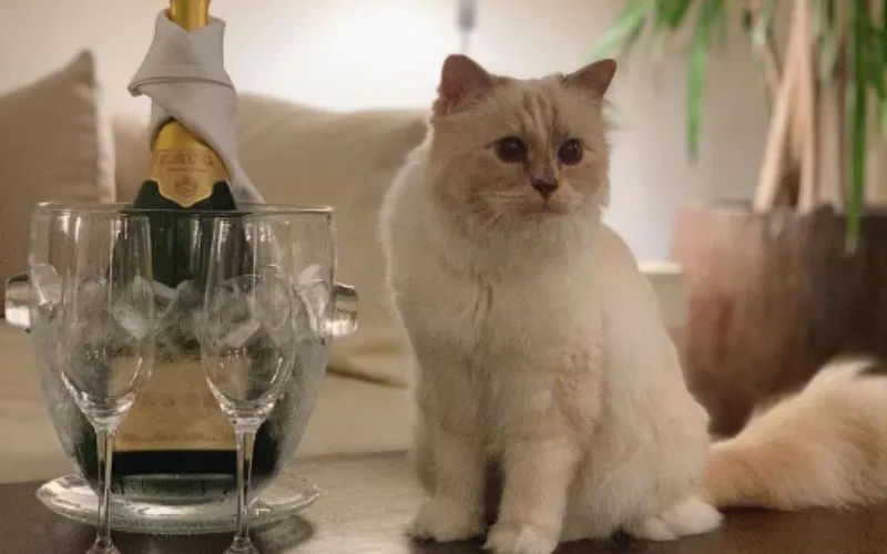(62) Choupette – La Formidable gata de Karl Lagerfeld 3