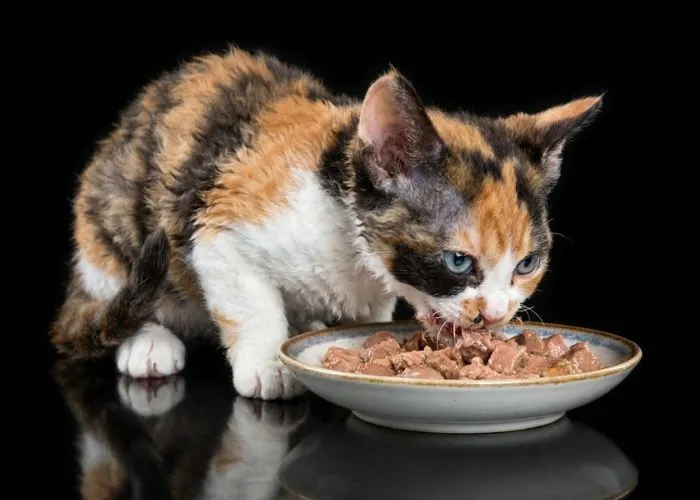 (66) Tasman Manx (Manx de Tasmania) Todo sobre este fenomenal gato 5