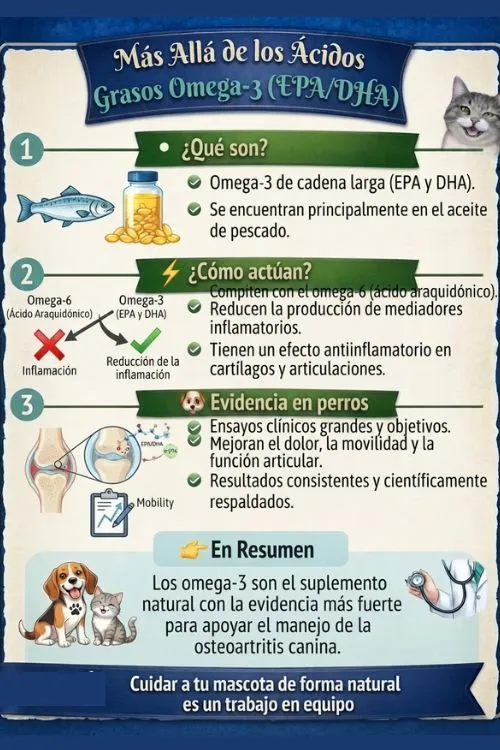 Grasos omegas y estudios en perros