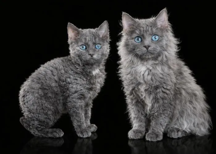 (66) Tasman Manx (Manx de Tasmania) Todo sobre este fenomenal gato 2