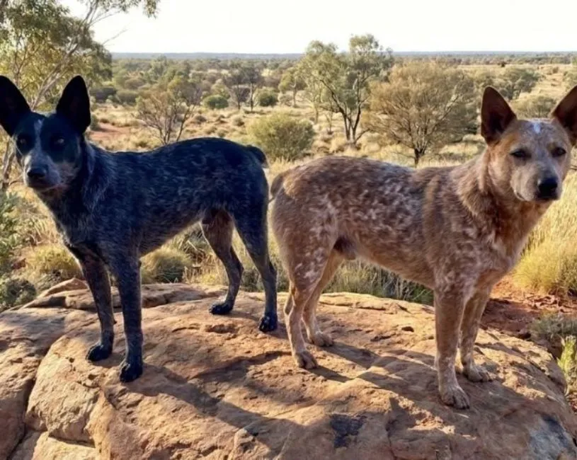 (67) Australian Stumpy Tail Cattle Dog (Boyero de Cola Corta Australiano) 3