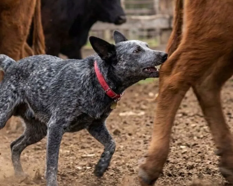 (67) Australian Stumpy Tail Cattle Dog (Boyero de Cola Corta Australiano) 2