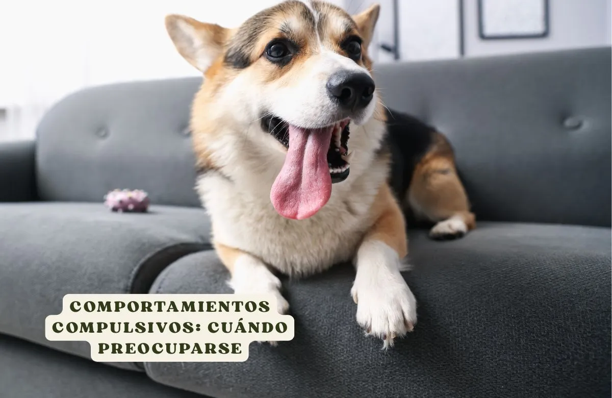 (71) Comportamientos compulsivos en perros: cuándo preocuparse 1