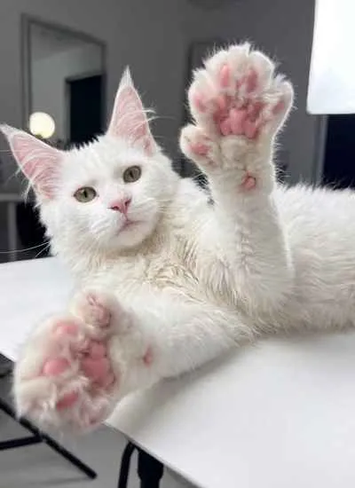 Maine Coon Polydactyl (2)