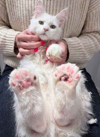 Maine Coon Polydactyl (3)