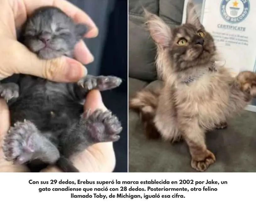Maine Coon Polydactyl (8)