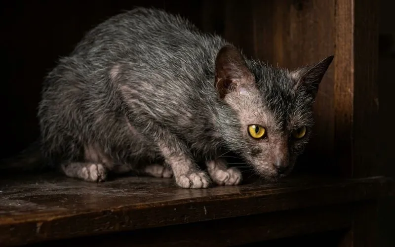 el gato likoy (1) Gato Lykoi