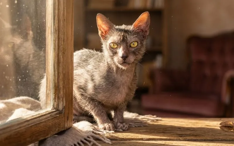 el gato likoy Gato Lykoi