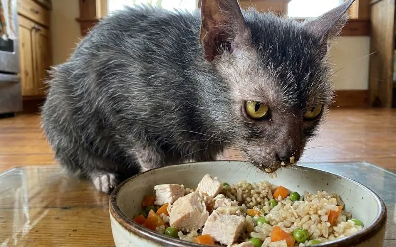 el gato likoy (2)