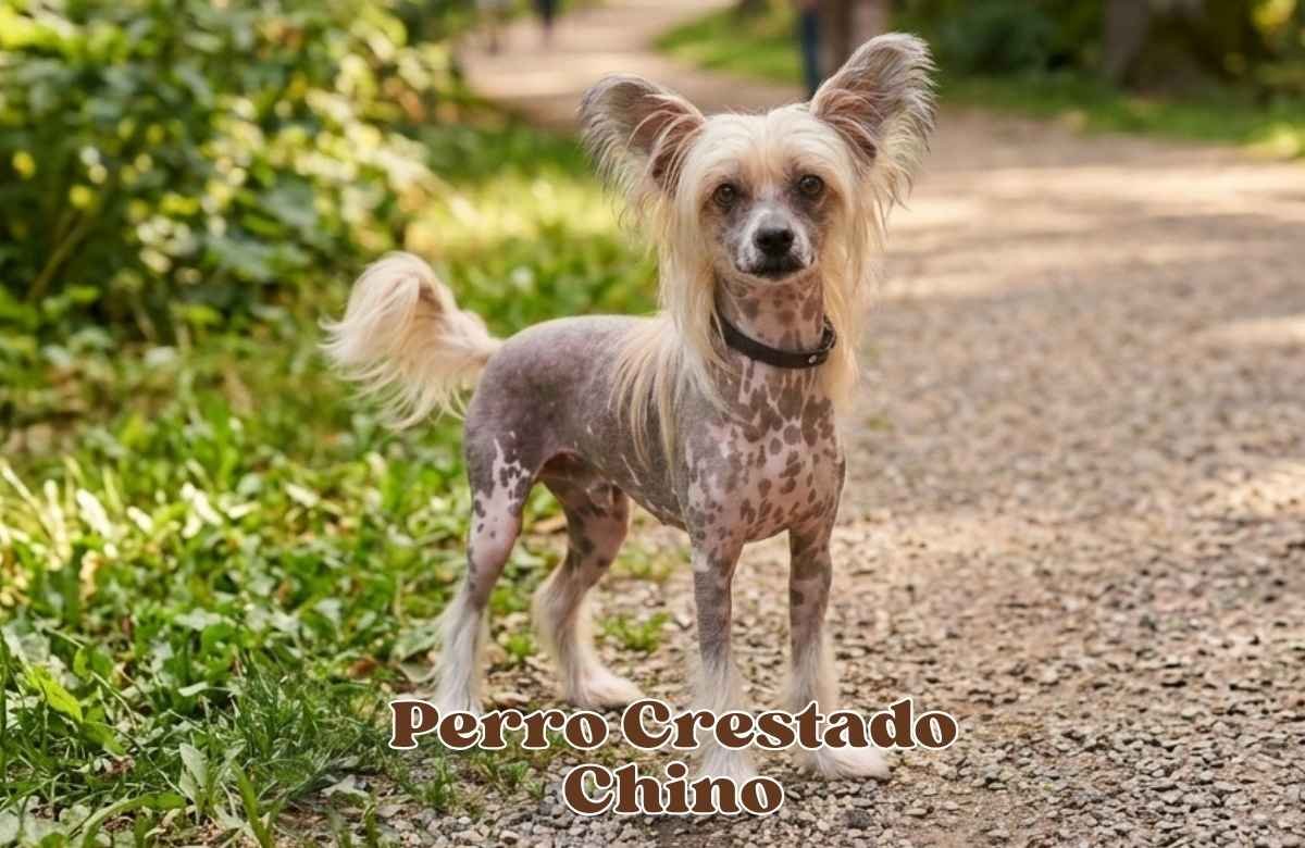 (72) Perro Crestado Chino: la guía completa de una raza única 1