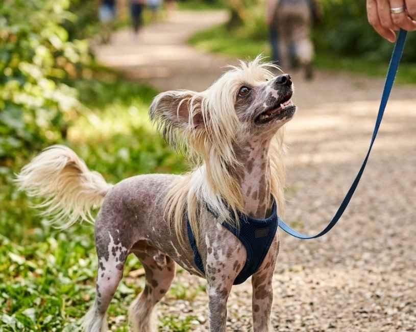 el perro crestado chino (4)